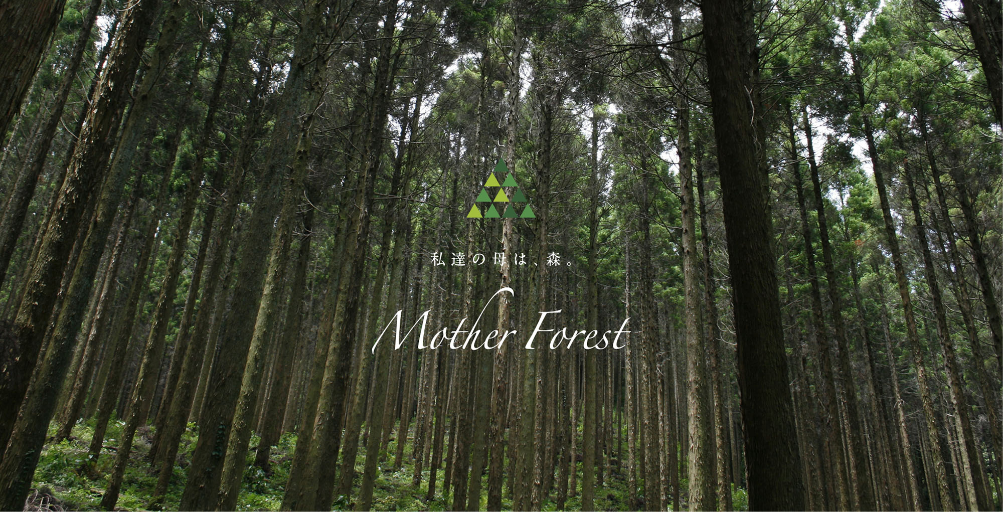 Mother Forest